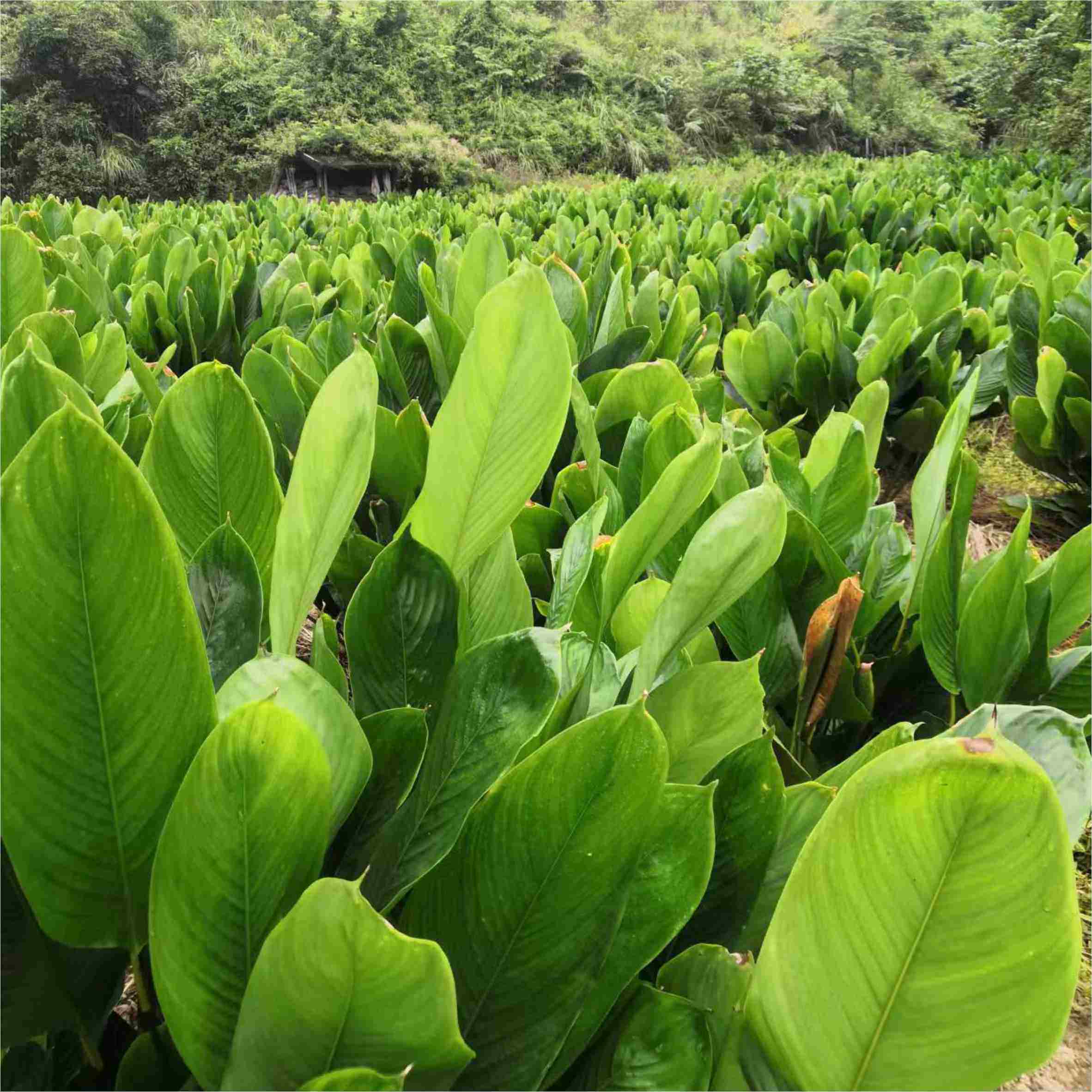广西大粽叶:揭秘裹蒸粽的灵魂,野生新鲜现摘,冬叶非箬叶柊叶,肇庆裹蒸粽叶的秘密武器!-粽叶-淘宝百科网