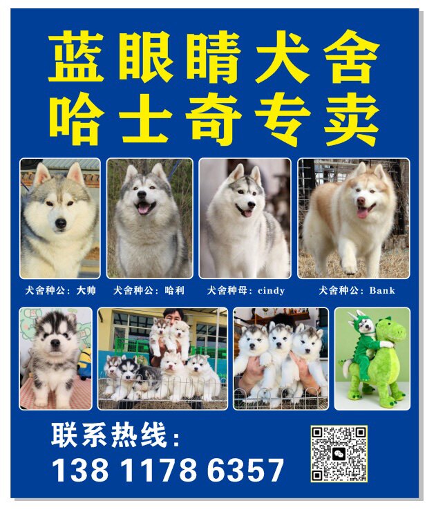 北京蓝眼睛犬业