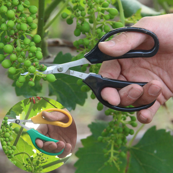 Grape repair scissors Farm helper grape scissors Tilt head fruit and vegetable fruit potted fruit branch scissors Thin fruit scissors