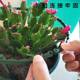 Crab claw orchid bracket succulent round flower stand fixed flower stand climbing plant ຊັ້ນດຽວຕ້ານການຫຼຸດລົງ desktop splicing