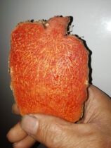 Pure natural wild Chinese herbal medicine potato good blood Panax notoginseng blood Panax blood notoginseng blood baby 100 jin for sale