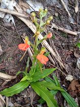 Wild orange jade phoenix flower fresh whole plant Orange jade flower seed 500g
