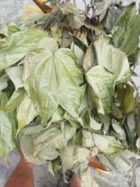 Deep Mountain Wild Ridge Jinba wine raw material raw forest Jinba leaf soaking wine new dry leaf rhizome 500g