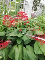 Frame Tung flowers open chuan chuan hong