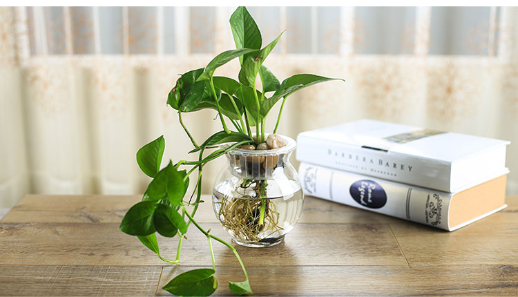 Bình thủy canh cây thủy tinh chậu hoa thủy canh màu xanh lá cây thủy canh bình cá thủy canh - Vase / Bồn hoa & Kệ chậu cây trong nhà