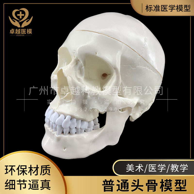 教学迷你小型骷髅头模型仿真人体头颅骨医疗美术绘画头骨标本礼品