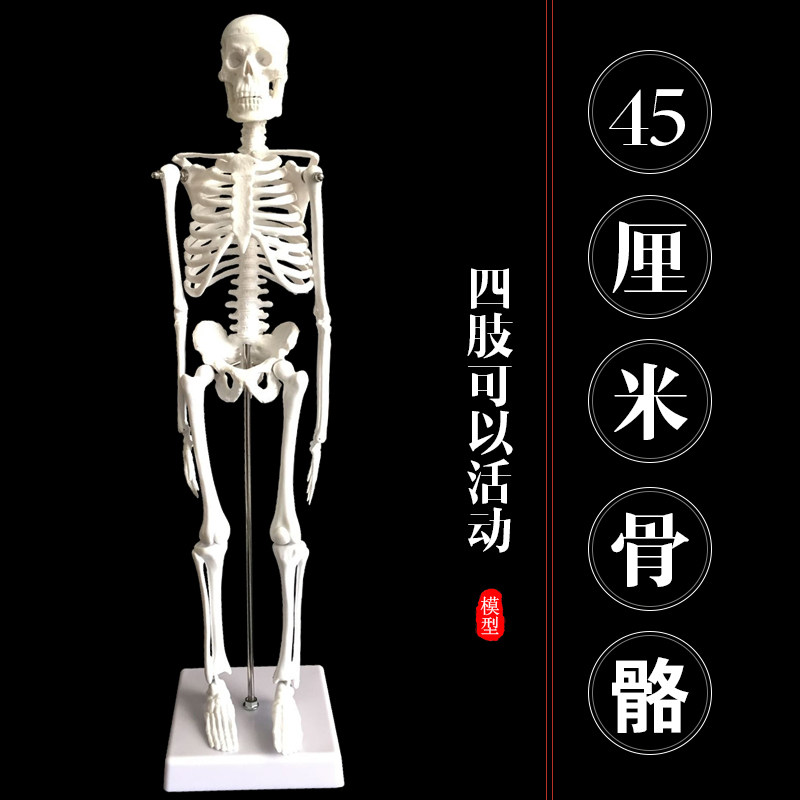 体骨骼模型45CM骨架模型 人体脊柱模型脊椎模型骨骼骷髅模型