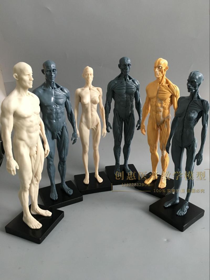 CG参考医学头雕绘画头骨模型半身像艺用人体肌肉骨骼解剖结构美术