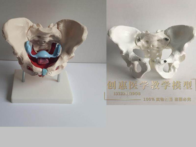 骨盆模型女性骨盆及盆底肌肉模型盆腔器官骨骼解剖结构造教学医学
