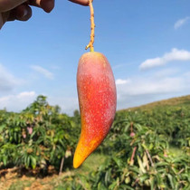 Hainan Chili Man 1 3 5 kg Sanya Mango fresh fruit fragrance and delicious delicious fruit Shifeng