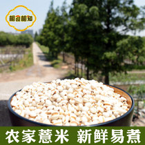 Farmhouse barley kernel new goods white barley kernel rice high quality fresh grain 500g