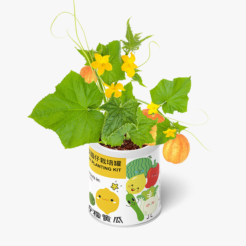 Children's self-plant observation kit contains pots with seedling planting sunflower strawberry thumb watermelon small potted plants