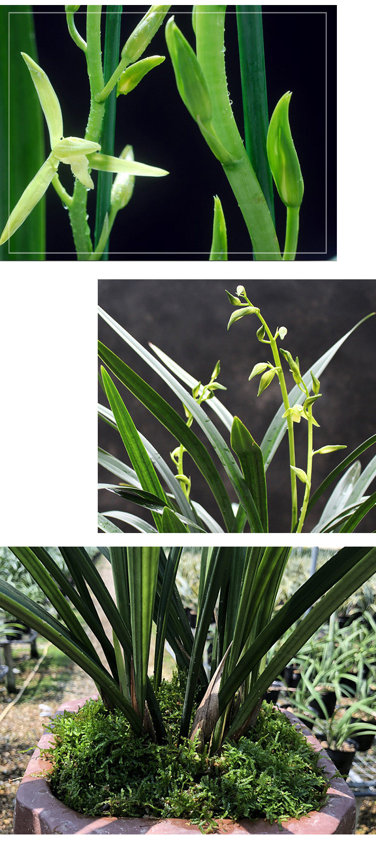 Белые чернила и белая версия сведения о page_04.jpg