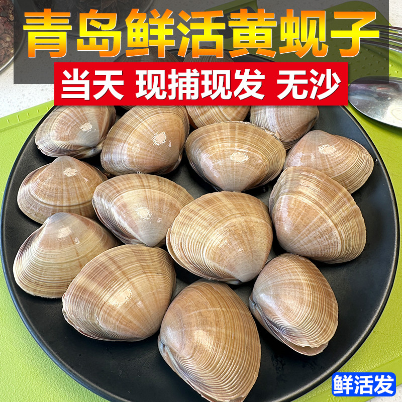 青岛鲜活黄蚬子特大号蛤蜊大蚬子海鲜水产新鲜花甲王商用批发500g为何受到追捧?-扇贝-淘宝好物网