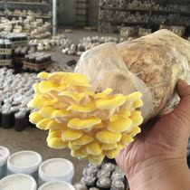 Yulmella Mushroom mushroom fungus package stick potted edible fungus balcony family planting mushroom fungus