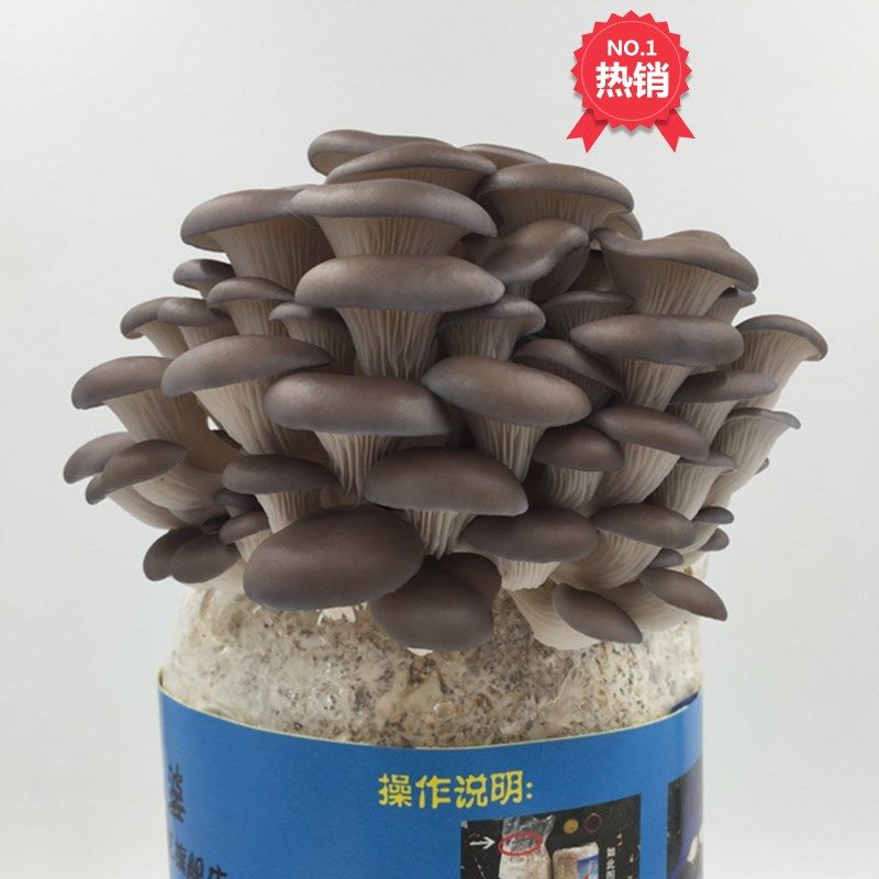 Indoor planting mushroom stick Edible Mushroom Mushroom Mushroom Mushroom Mushroom mushroom bag big bag