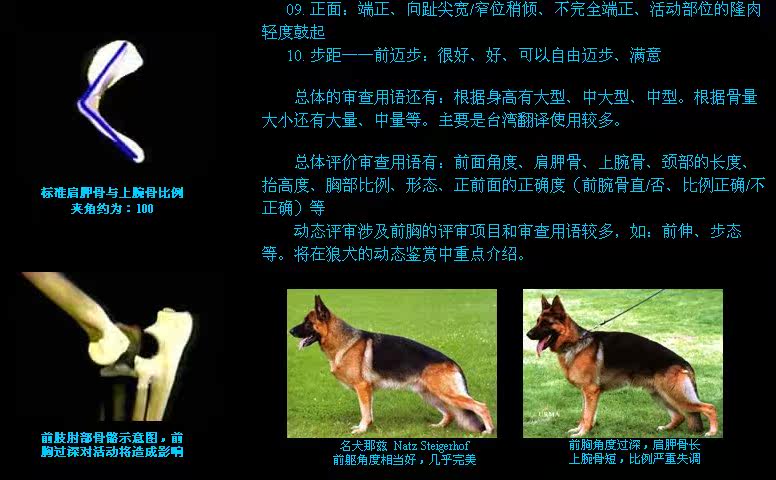 纯种赛级德系德国牧羊犬幼犬狗狗 弓背 黑白 狼狗 包纯种3 加厚 纯种 狼狗 牧羊犬 德国 狗狗途虎网