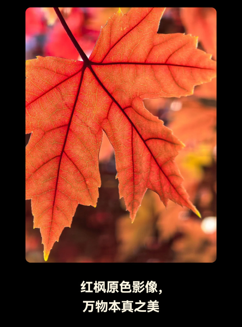 HUAWEI Mate 70 Air插图2