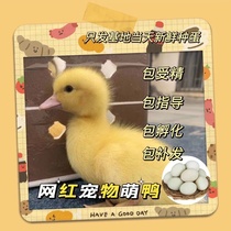 Duck eggs fresh white feather net red up to Cole duck pet little yellow duck small good breed fertilized eggs can hatch