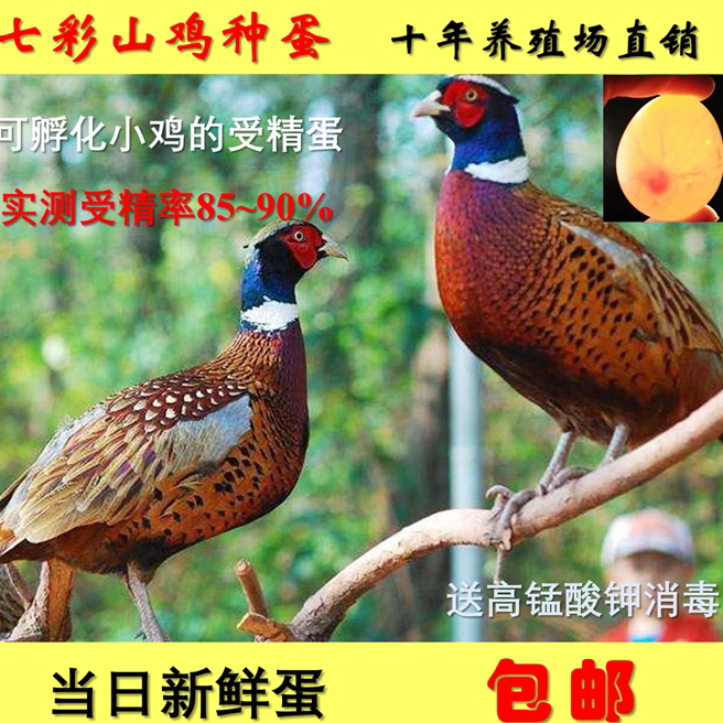Colorful pheasant eggs, fertilized eggs, hatchable chicks, fresh, high hatching rate, hot sale