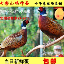 Colorful mountain chicken breeding eggs fertilized eggs can hatch chicks fresh high hatchability hot selling
