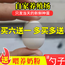 Genkaku parrot fertilized eggs Pet bird eggs can hatch artificial yellowing of primitive pearl tiger skin cloud spots hand-bred eggs