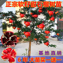 Tunisian soft seed pomegranate tree saplings courtyard fruit trees pomegranate seedlings extra large potted fruit seedlings south planting pomegranate saplings