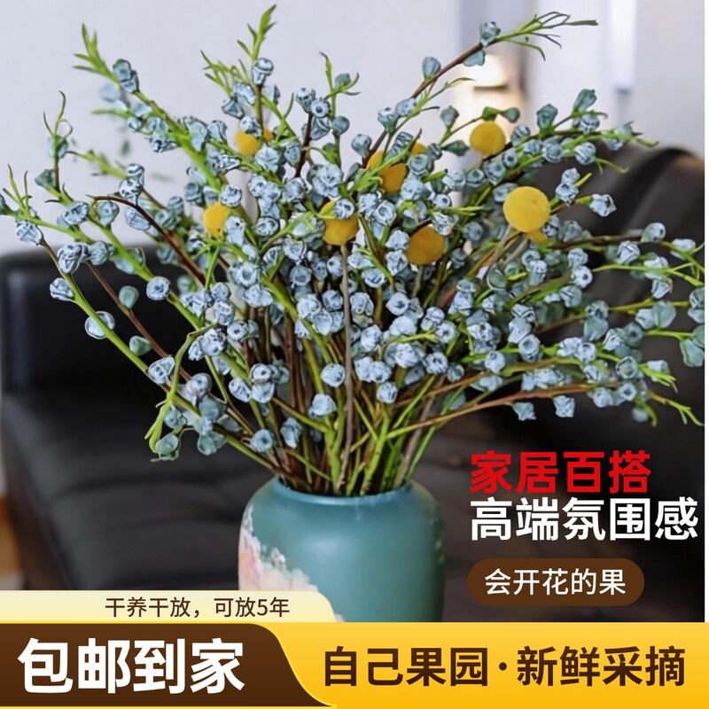 【Premium Eucalyptus Fruits】Spring and Summer Phoenix Flower Bouquets, Fresh Cut Flowers That Can Be Used as Dried Flowers and Golden Balls
