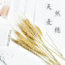 Dried flowers wheat ears floral photo props background cloth ins wind decoration food photography ornaments ornaments
