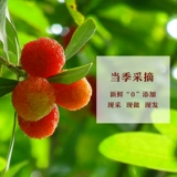 Beaver hi mile беременная беременная беременная женщина маленькая закуска ранняя беременность