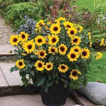 Flowers are planted well to feed sunflowers live seedlings Flowers and plants Outdoor flowers are well to feed the yard Xiyang Sun fastness suitable for the sun
