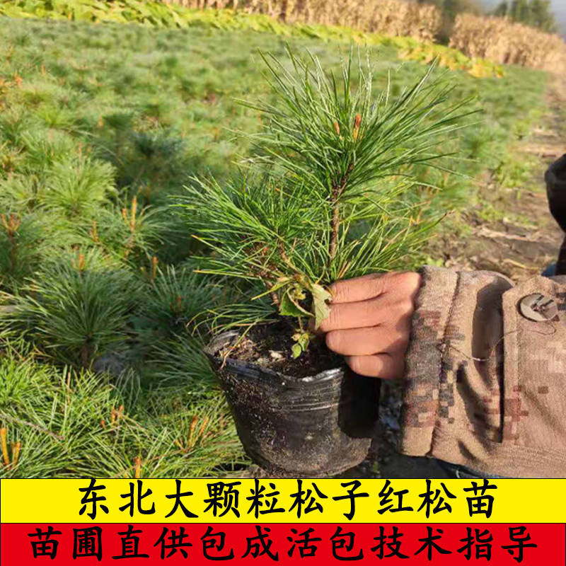 东北红松树苗果松塔松耐寒大树嫁接红松树活体圃直供!庭院造景+生态种植新宠,抗冻又出片!-行道树-淘宝好物网