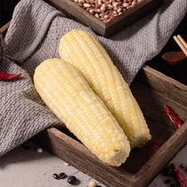 Tianqin grain net organic non-GMO vacuum waxy corn White sticky 10 fresh corn Waxy corn
