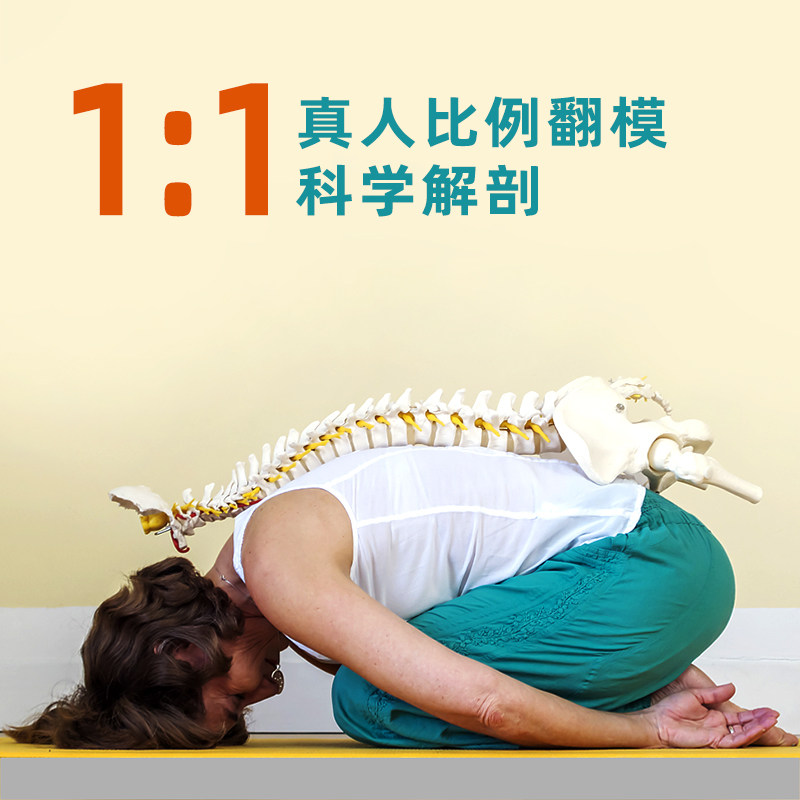 动态脊椎骨盆模型带股骨尾骨脊柱骨骼腰椎颈椎正骨康复功能性教具