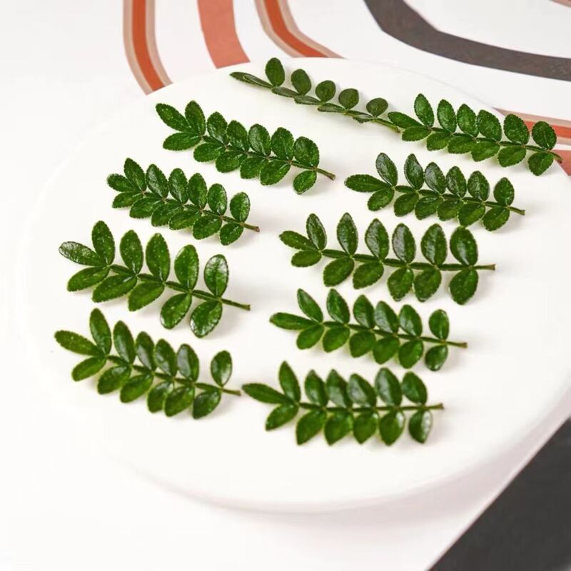 Fresh Fragrant Wood Cake Decoration Leaves, Fresh Western-Style Baking Plant Decorations, Dessert Embellishments, Pepperwood Potted Plants