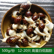 Gold in meat high-protein edible white jade snail living student science experiment kindergarten observation 500g