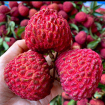 Lychee freshly picked super large fruit king seasonal black osmanthus leaf laughing concubine white sugar flavored poppy seedless 2024 seasonal fruit