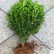 Garden hedge plant modeling tree leaflet boxwood seedlings Melon seeds boxwood ball bonsai four seasons evergreen holly seedlings