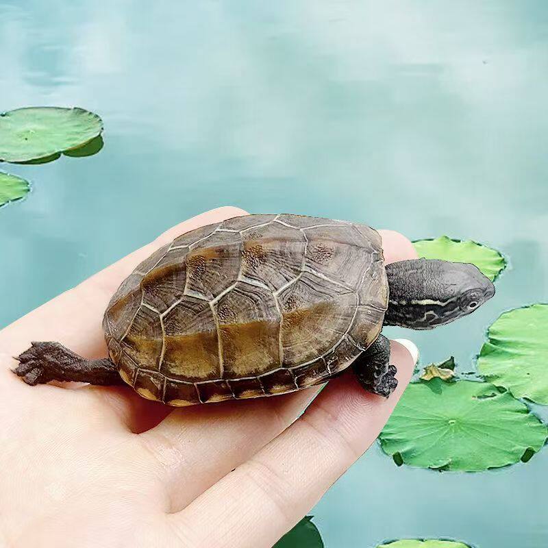 中华草龟真的那么神奇？包活观赏龟的秘密你get了吗？深度揭秘+-龟-淘宝好物网