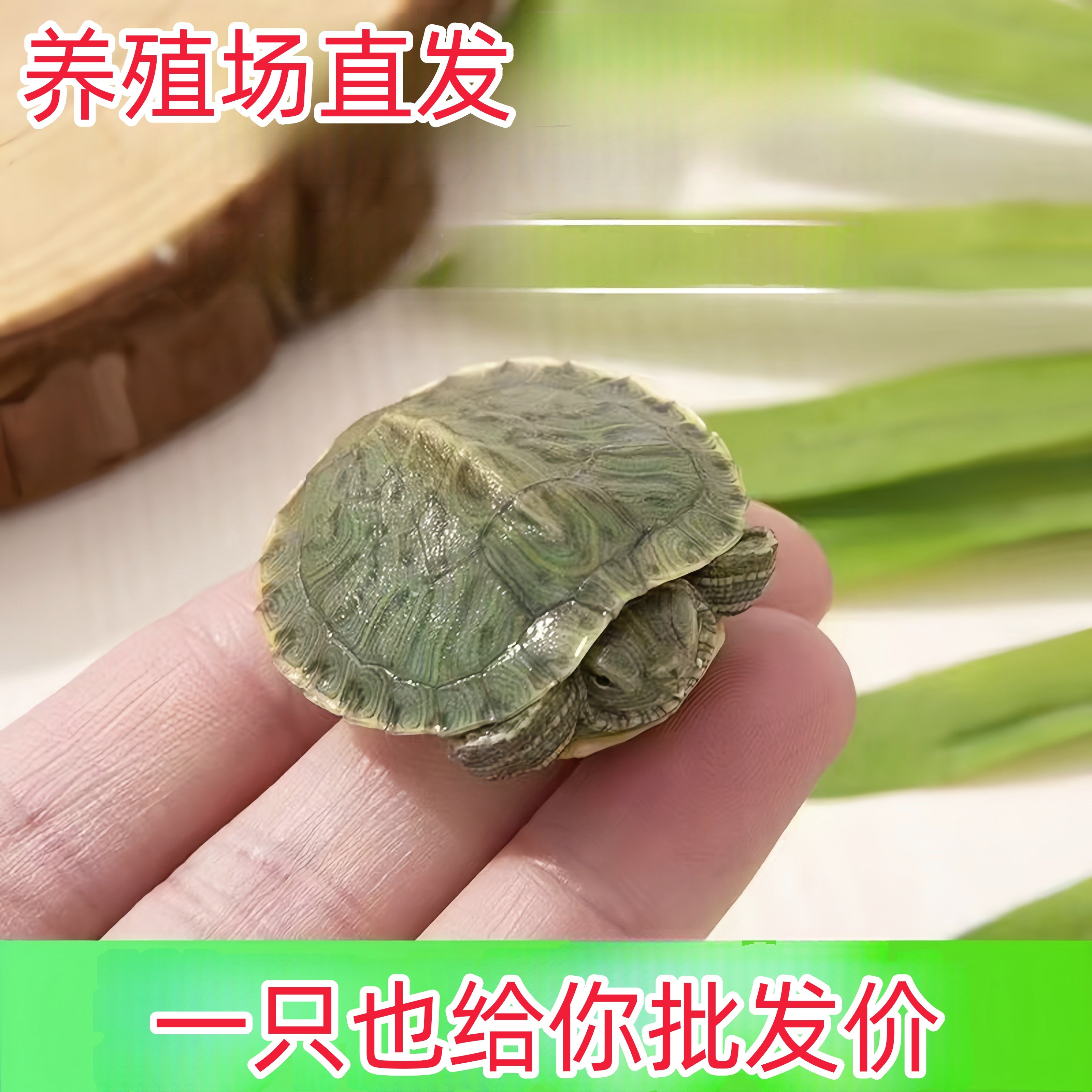 招财龟巴西龟红耳龟：宠物界的幸运符，你值得拥有！🎉-龟-淘宝好物网