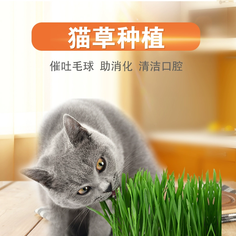 Hạt cỏ mèo bột bạc hà đồ ăn nhẹ cho mèo loại bỏ lông bóng cho mèo cỏ lông trồng lúa mạch - Đồ ăn nhẹ cho mèo