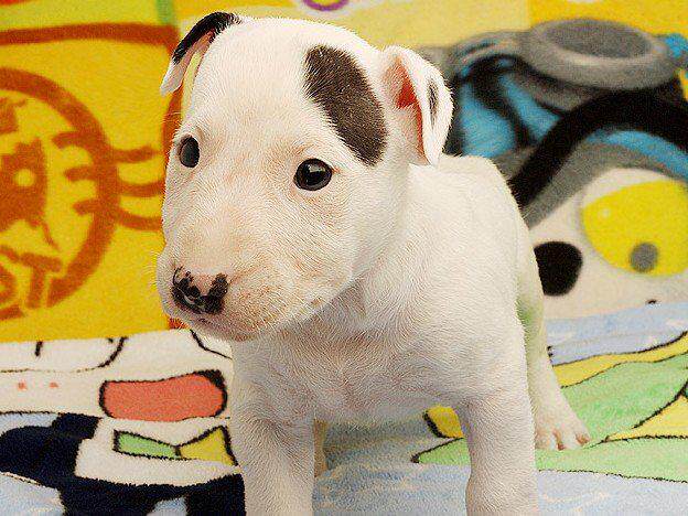 牛頭梗幼犬價格怎樣選購要點有哪些 淘寶海外