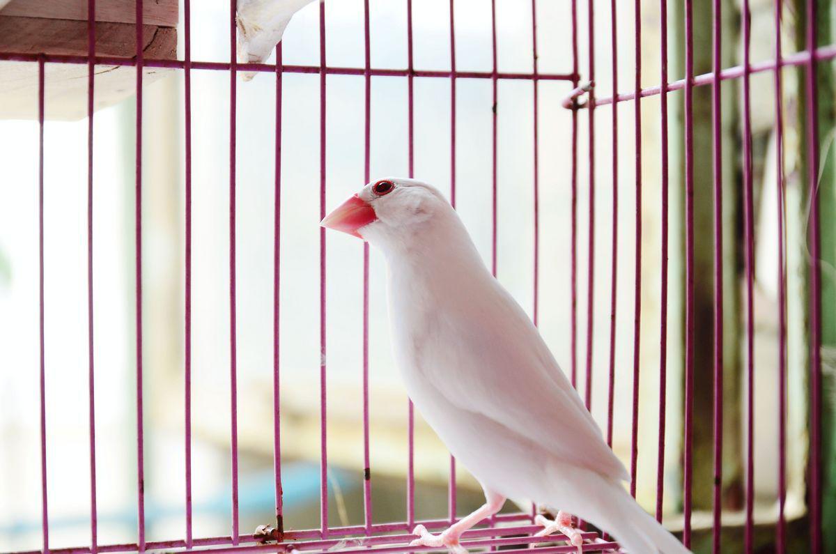 白文鳥吃什麼 適合白文鳥食用的食物 淘寶海外