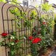 Clematis rose climbing vine stand rose plant climbing flower stand outdoor courtyard garden wrought iron ຮົ້ວສະຫນັບສະຫນູນກອບ