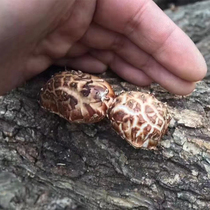 Shennongjia log wild flower mushroom dry goods wild wood natural growth wild rare bacteria 500g