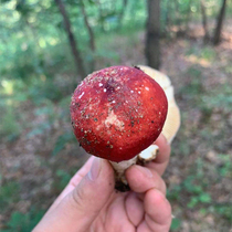 Shennongjia alpine wild true red mushroom True red mushroom Portuguese wine red mushroom Shennongjia origin delivery 250g
