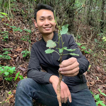 Selected Shennongjia wild sand ginseng can be used with Yuzhu wheat Winter tonic soup 250g