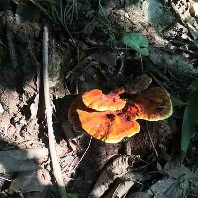 Pruning Wild Ganoderma Lucidum Shennongjia Natural Wild Red Ganoderma Lucidum Nyingchi Shennong Yangji 500g 