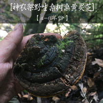 Shennongjia natural wild mulberry tree Mulberry yellow Ganoderma lucidum Each is picked in the mountains 250g whole dry goods