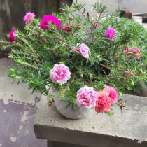 Mixed color double flower seedlings balcony indoor and outdoor flowers potted green plants blossom constantly good flowers